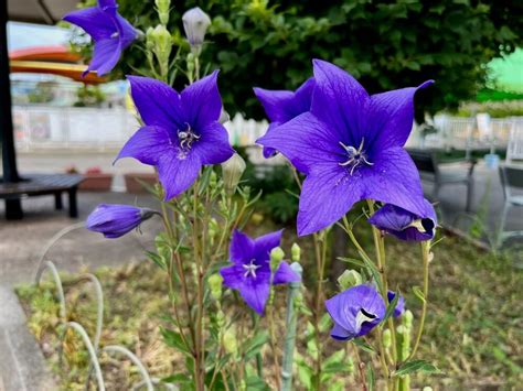 桔梗 風水|桔梗 (キキョウ)の花言葉｜色別の意味や怖い由来とは